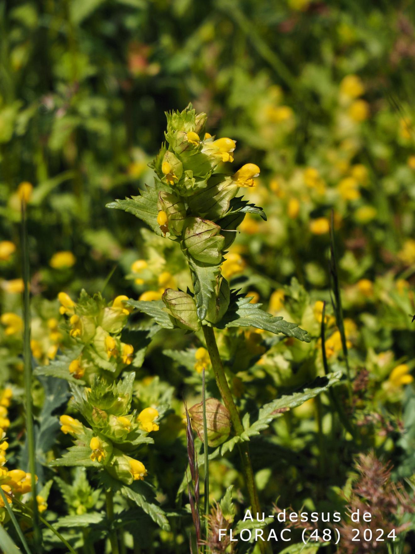 Yellow Rattle, Common